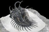 Spiny Comura Trilobite - Top Quality Specimen #108795-5